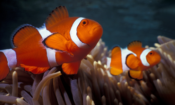 Barrier reefs, a world heritage site to be preserved